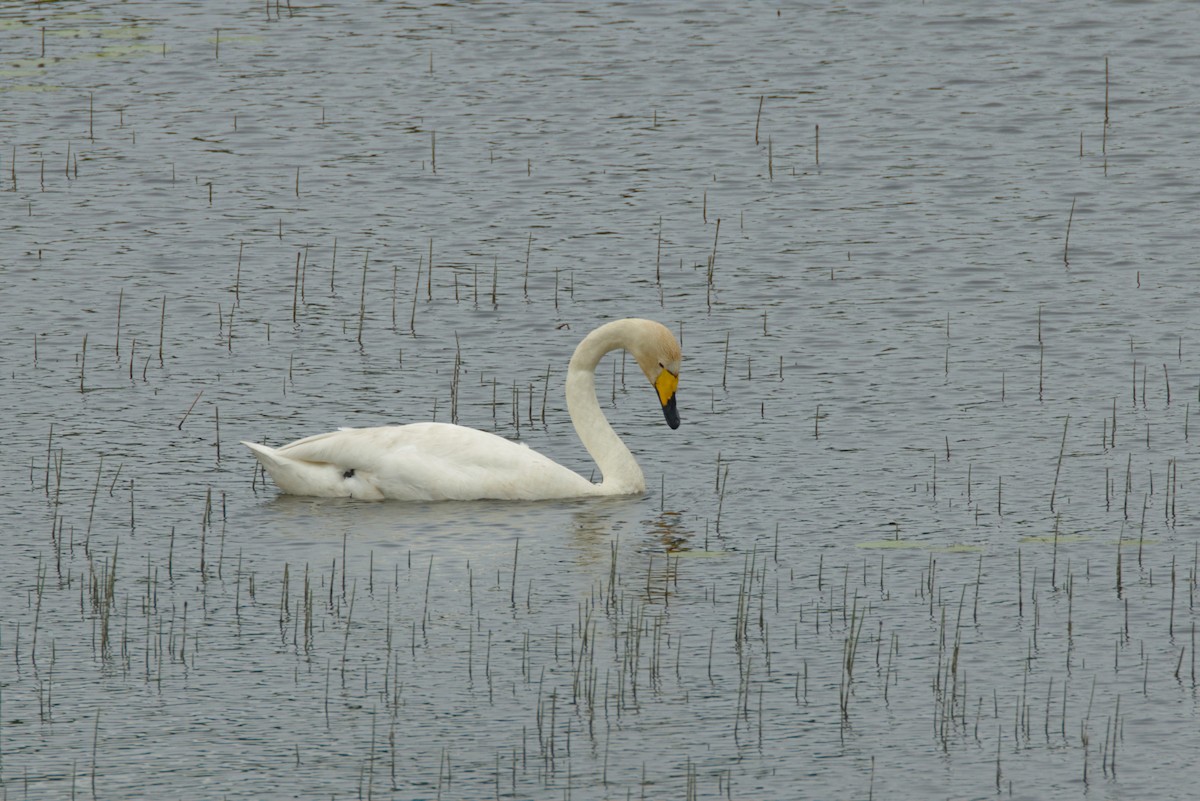 Whooper Swan - ML620699911