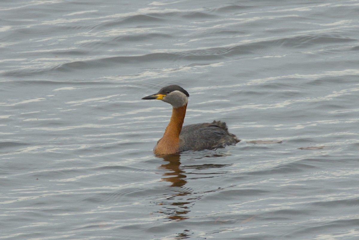Red-necked Grebe - ML620699912