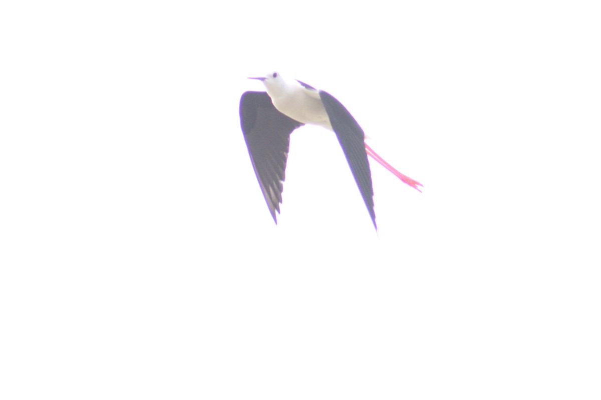 Black-winged Stilt - ML620699919