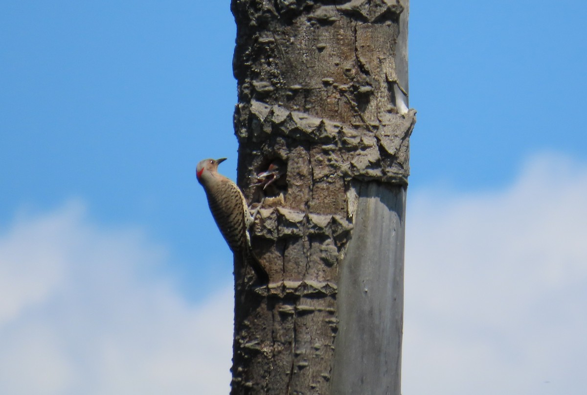 Northern Flicker - ML620699920