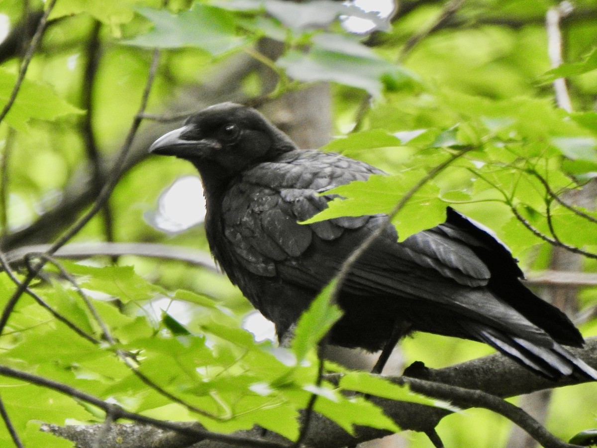 American Crow - ML620699922