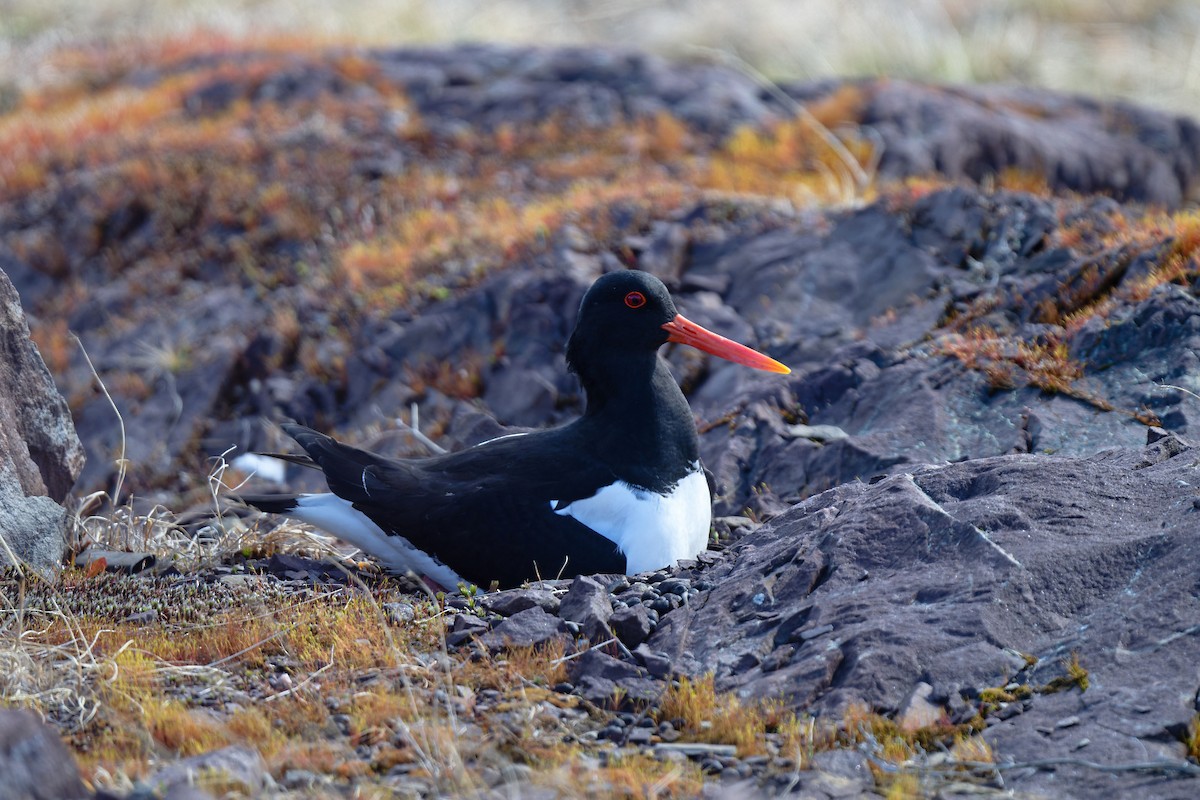 Eurasian Oystercatcher - ML620699925