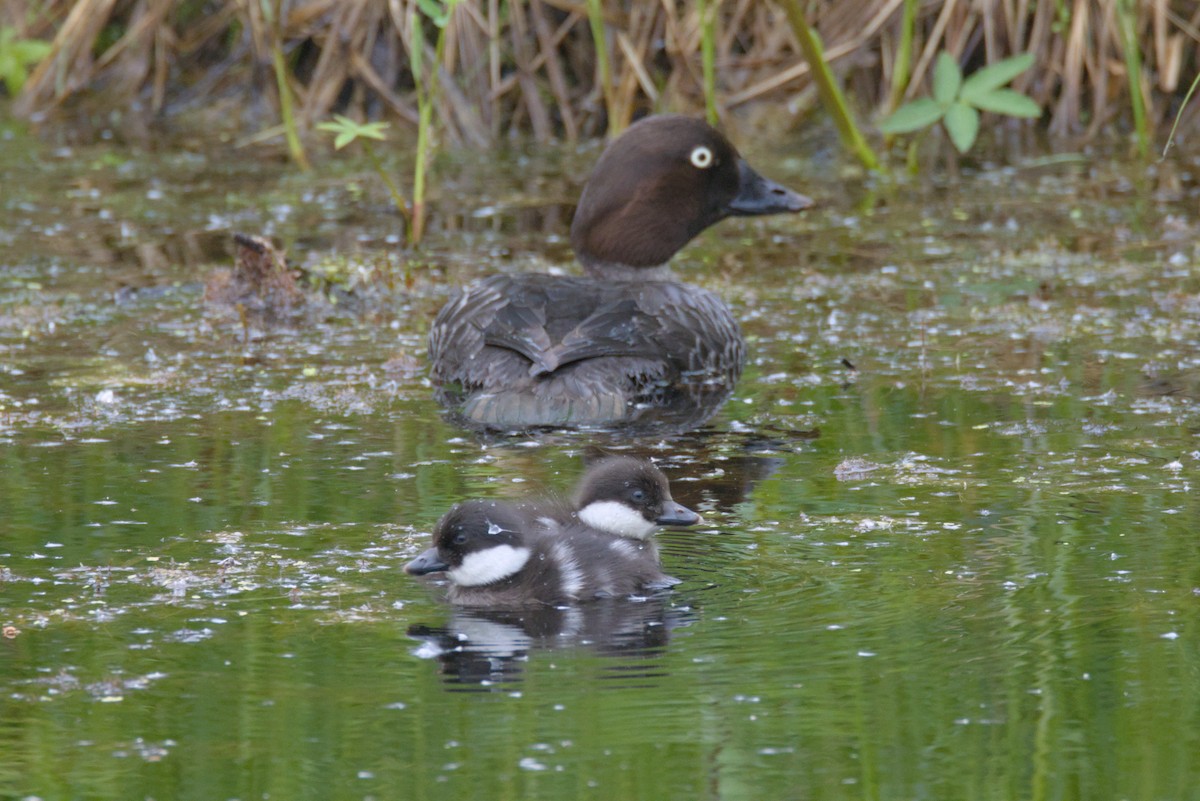 Common Goldeneye - ML620699926