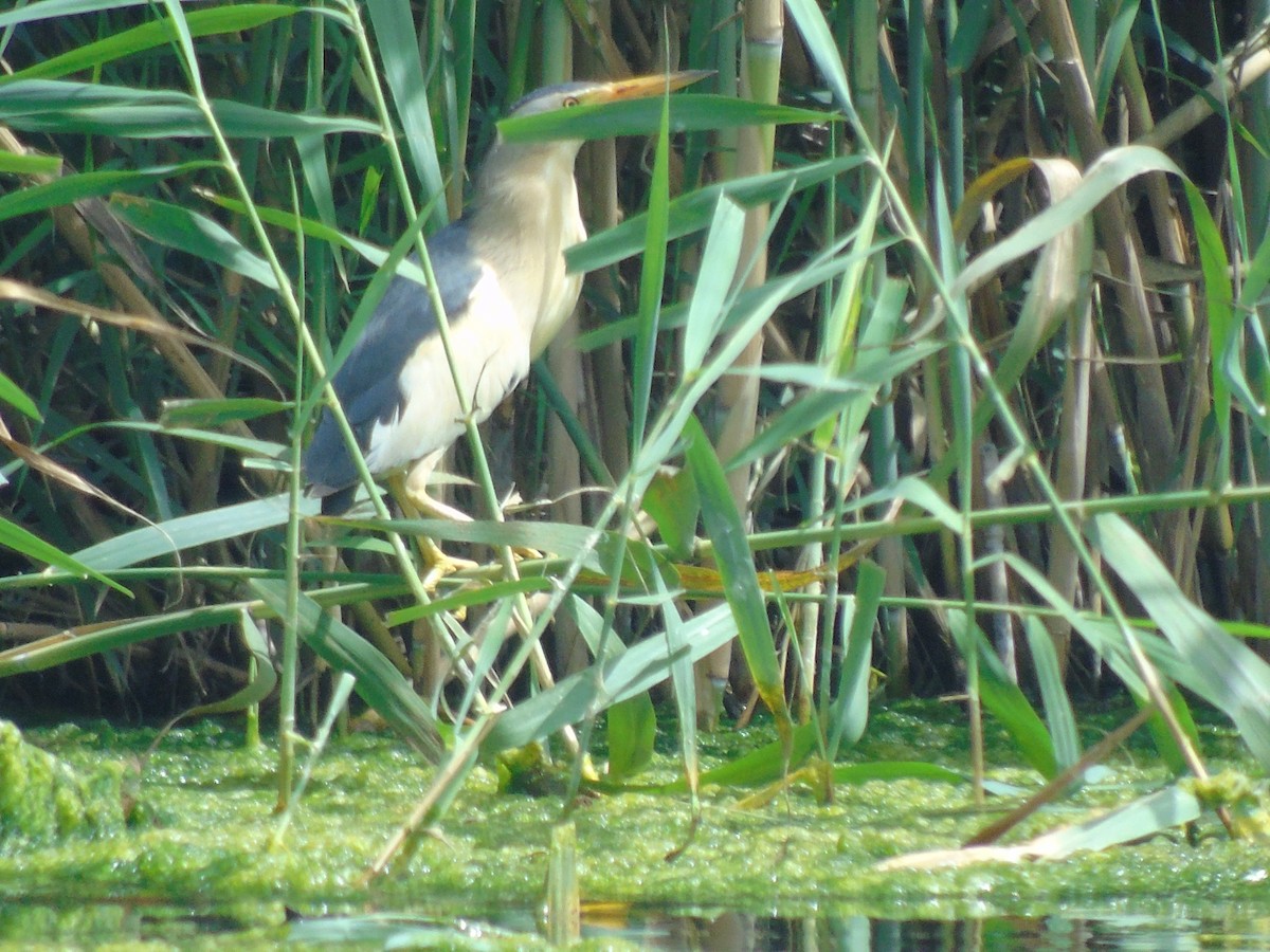 Little Bittern - ML620699927