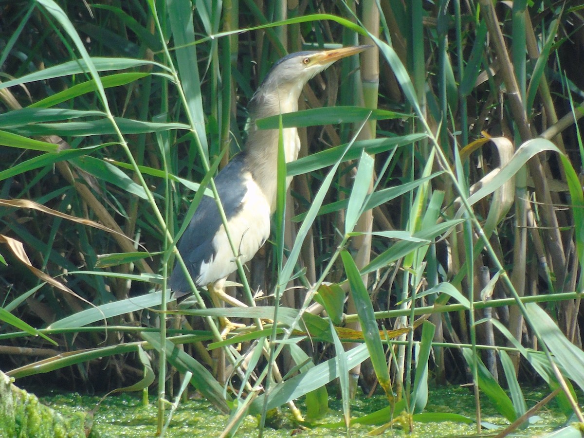 Little Bittern - ML620699928