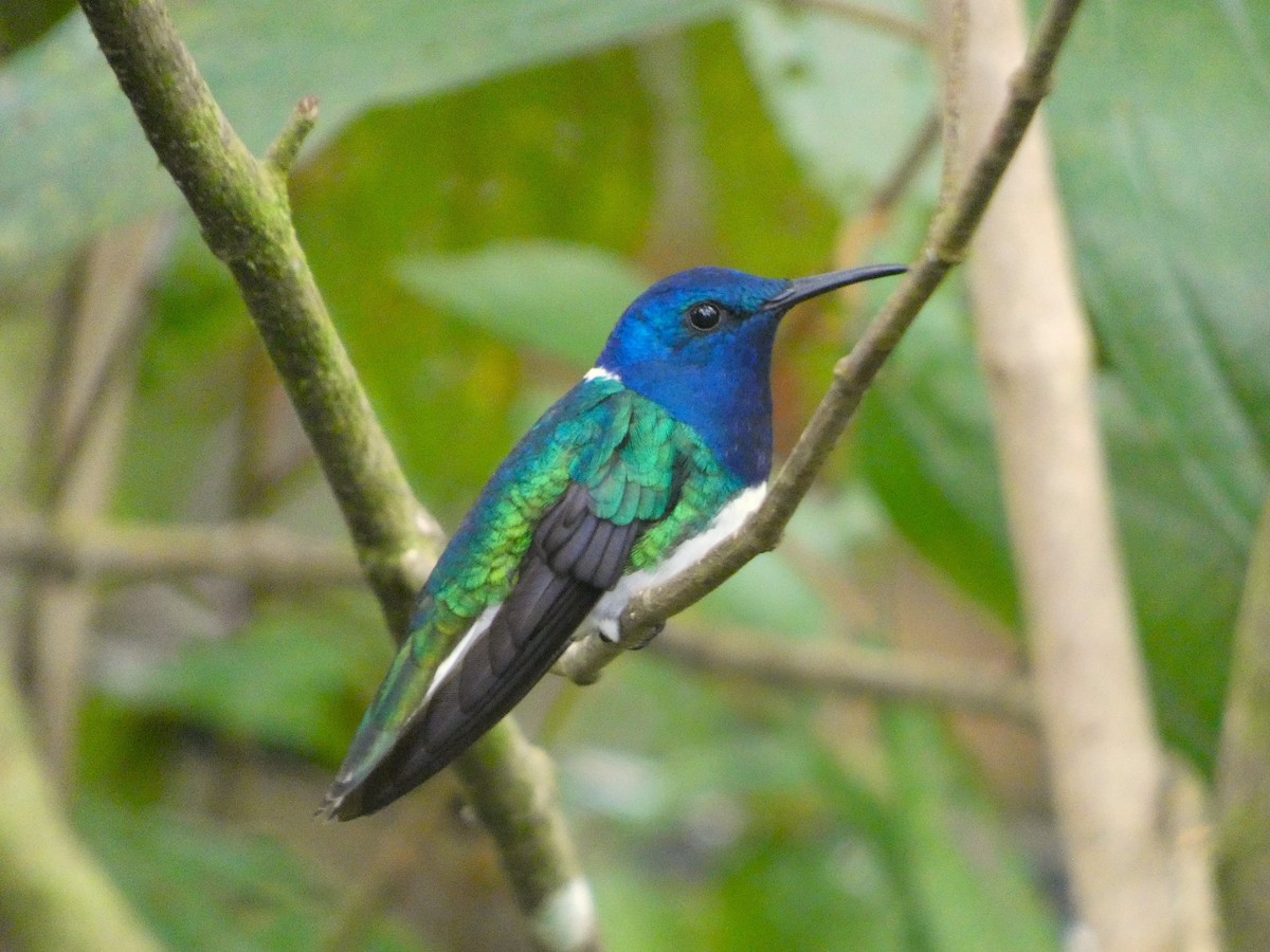 Colibrí Nuquiblanco - ML620699929