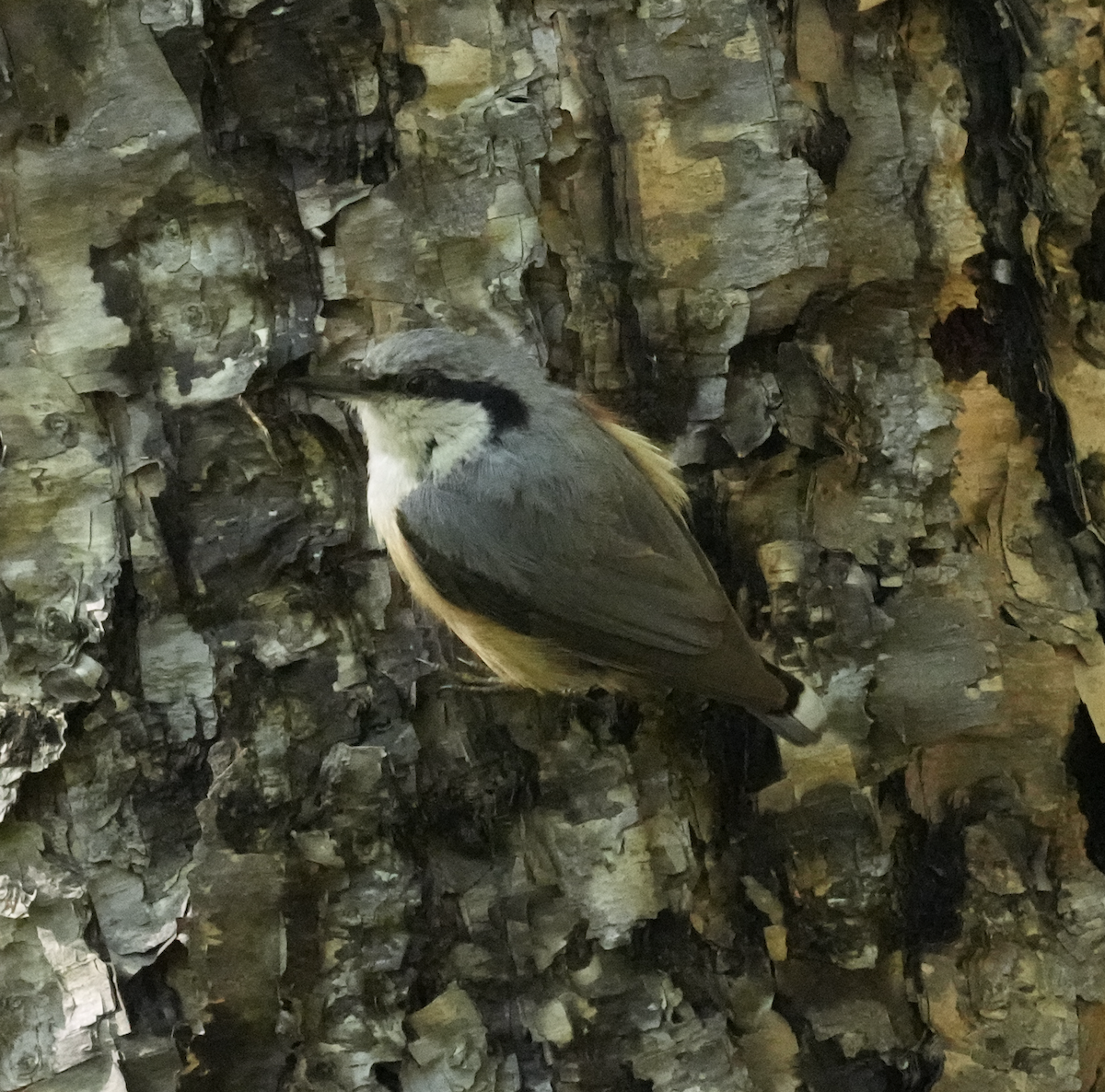 Eurasian Nuthatch - ML620699933