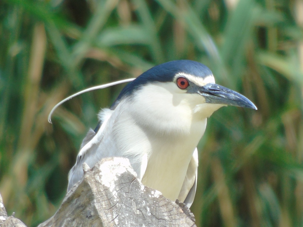 Black-crowned Night Heron - ML620699935