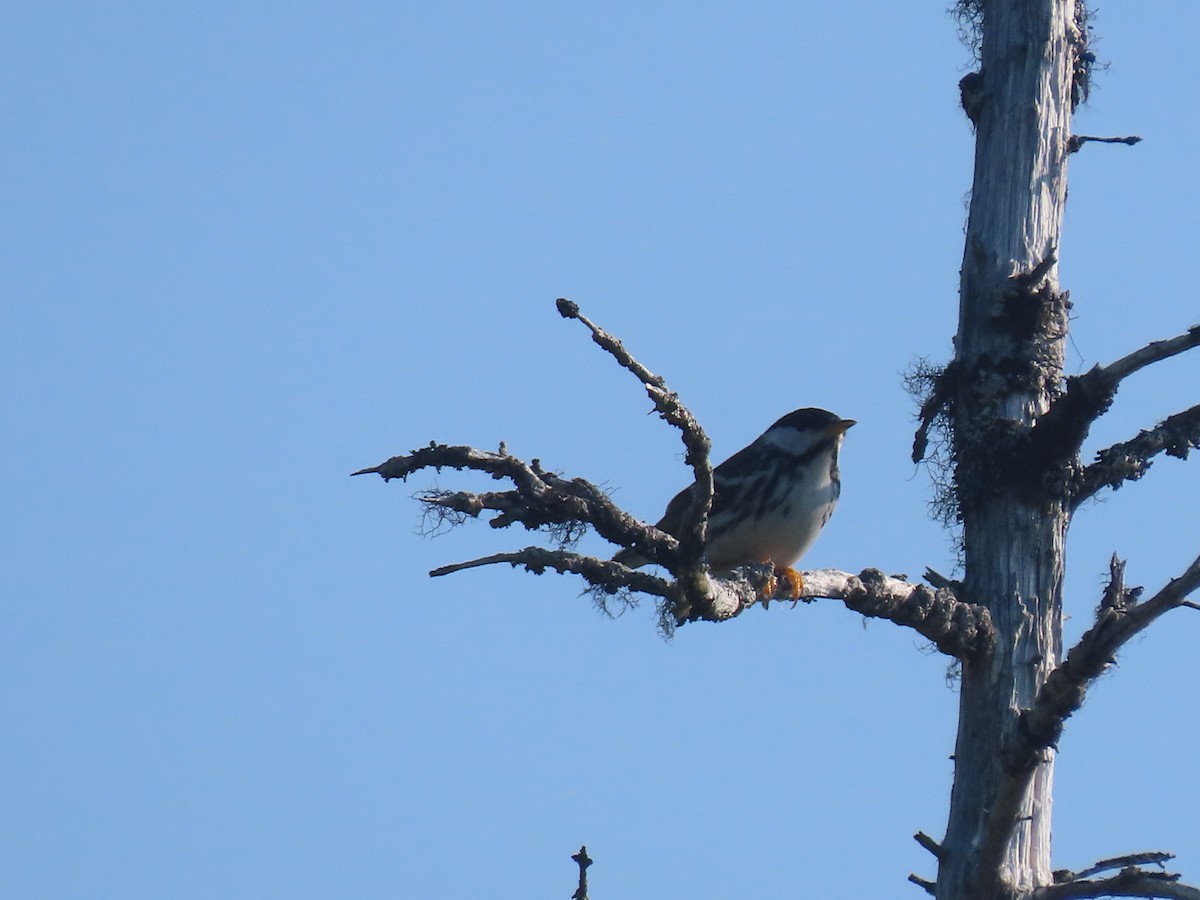 Blackpoll Warbler - ML620699936