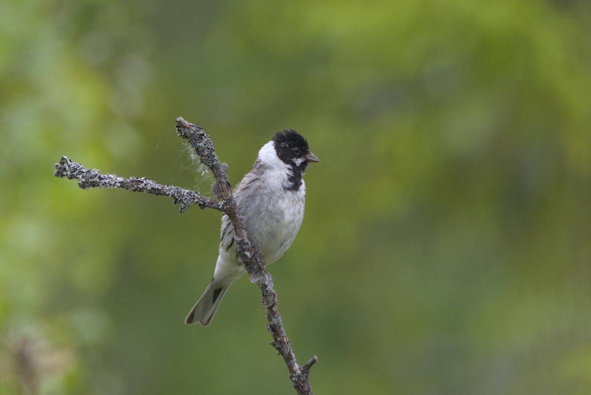 Reed Bunting - ML620699938