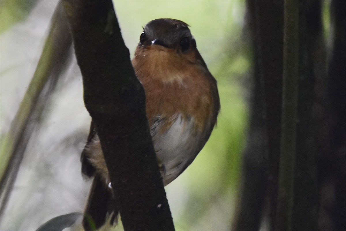 Rufous Gnateater - ML620699939