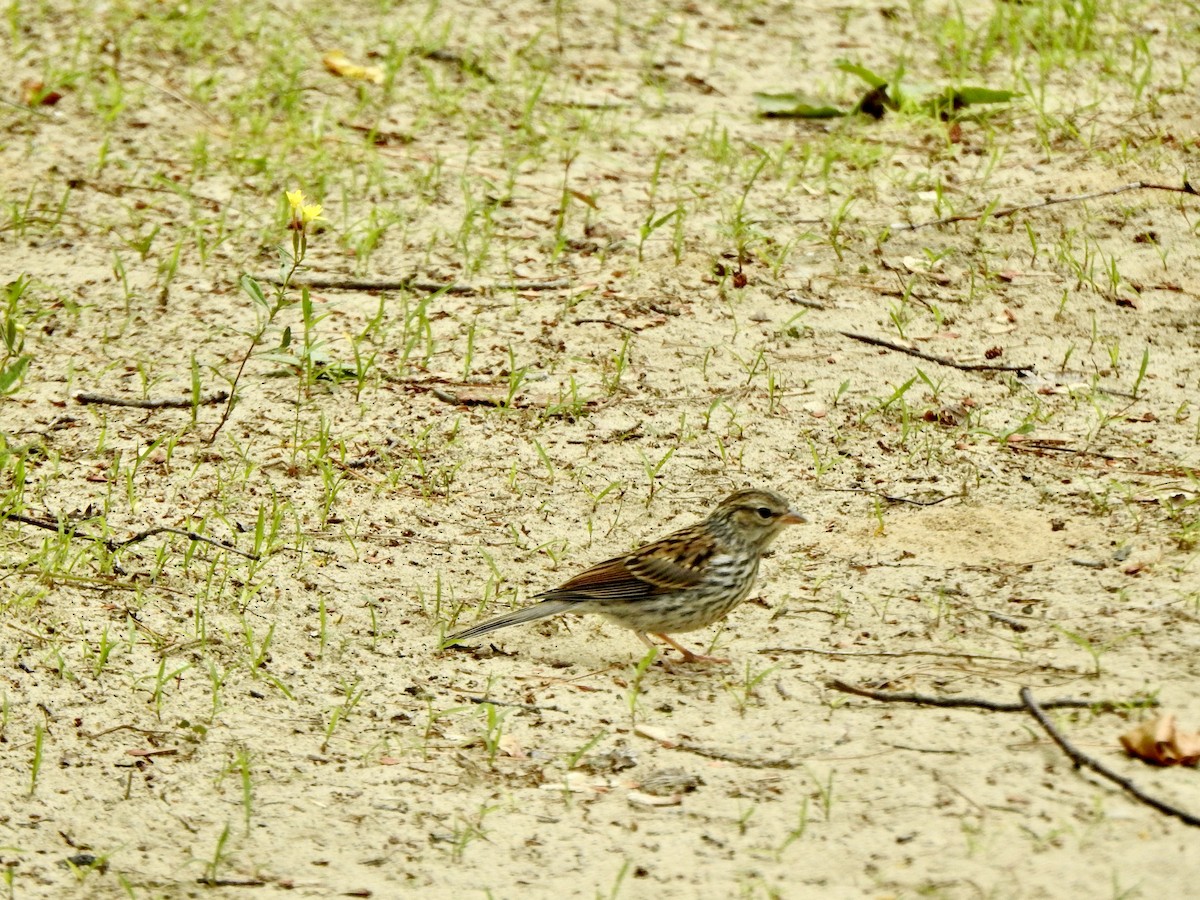 Chipping Sparrow - ML620699942