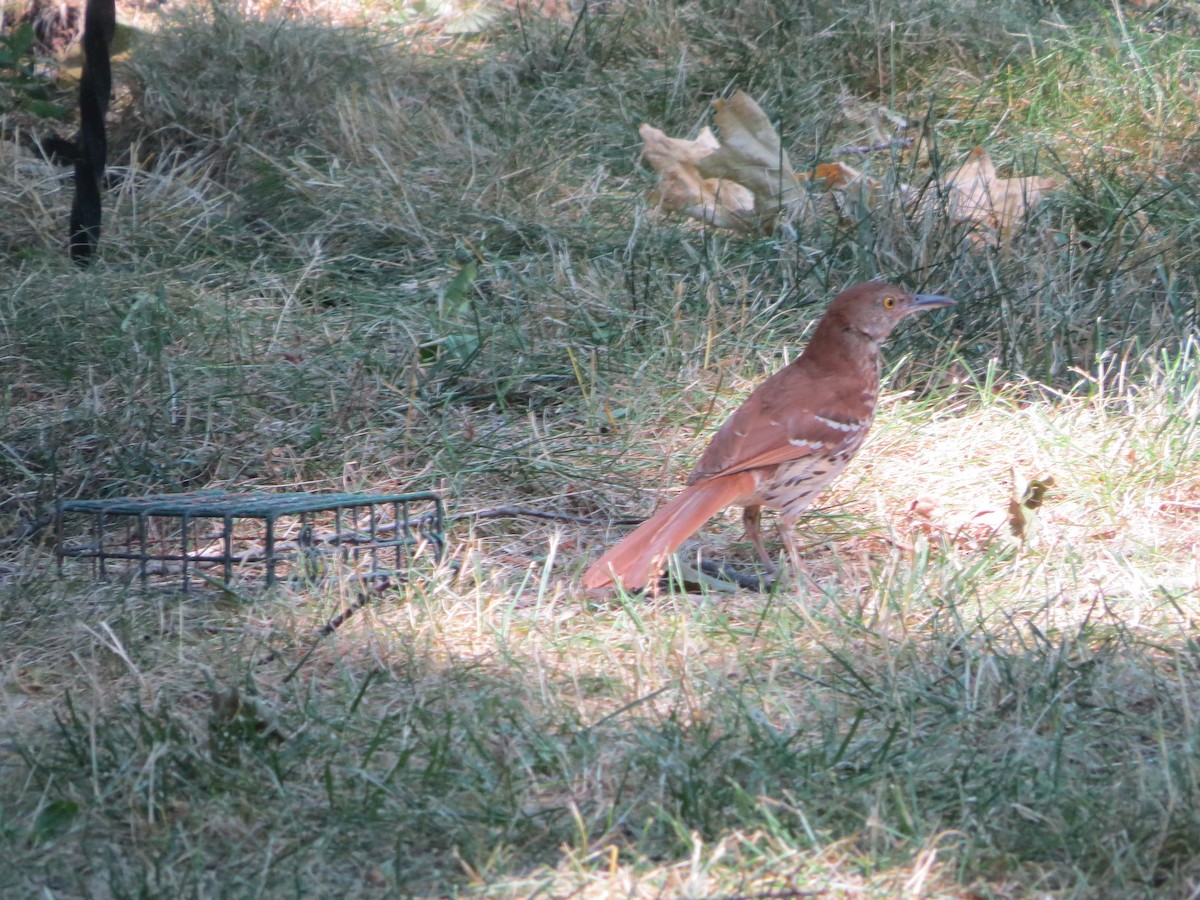 Brown Thrasher - ML620699946