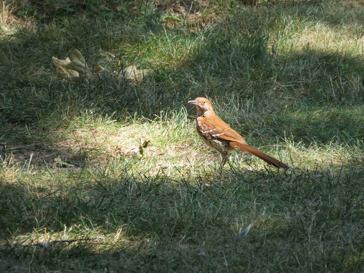 Brown Thrasher - ML620699947