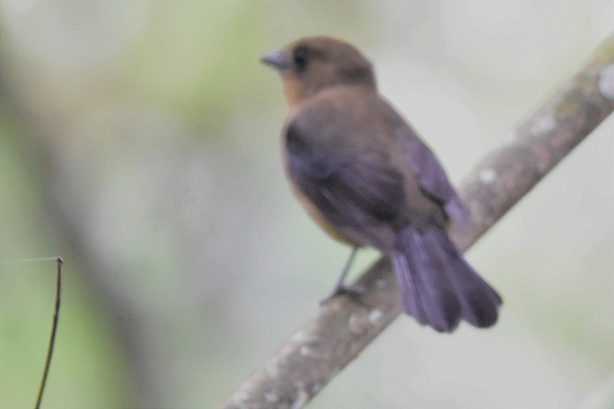 Black-goggled Tanager - ML620699949