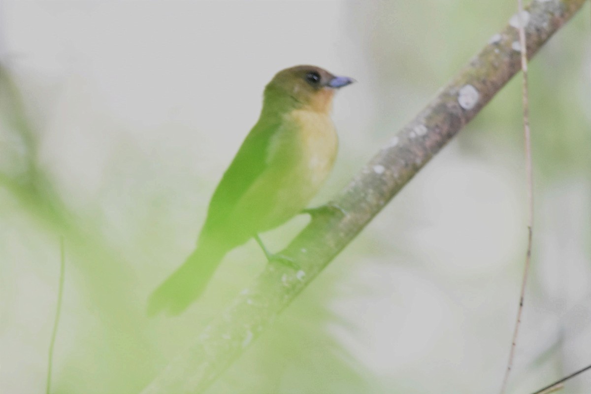 Black-goggled Tanager - ML620699950