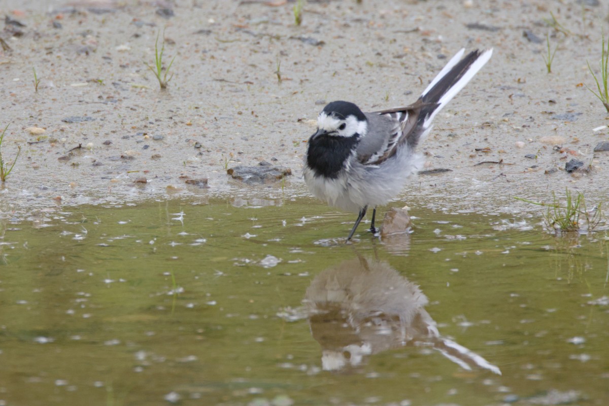 White Wagtail (White-faced) - ML620699953