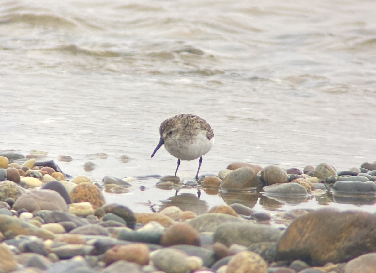 Semipalmated Sandpiper - Jacob Llodra