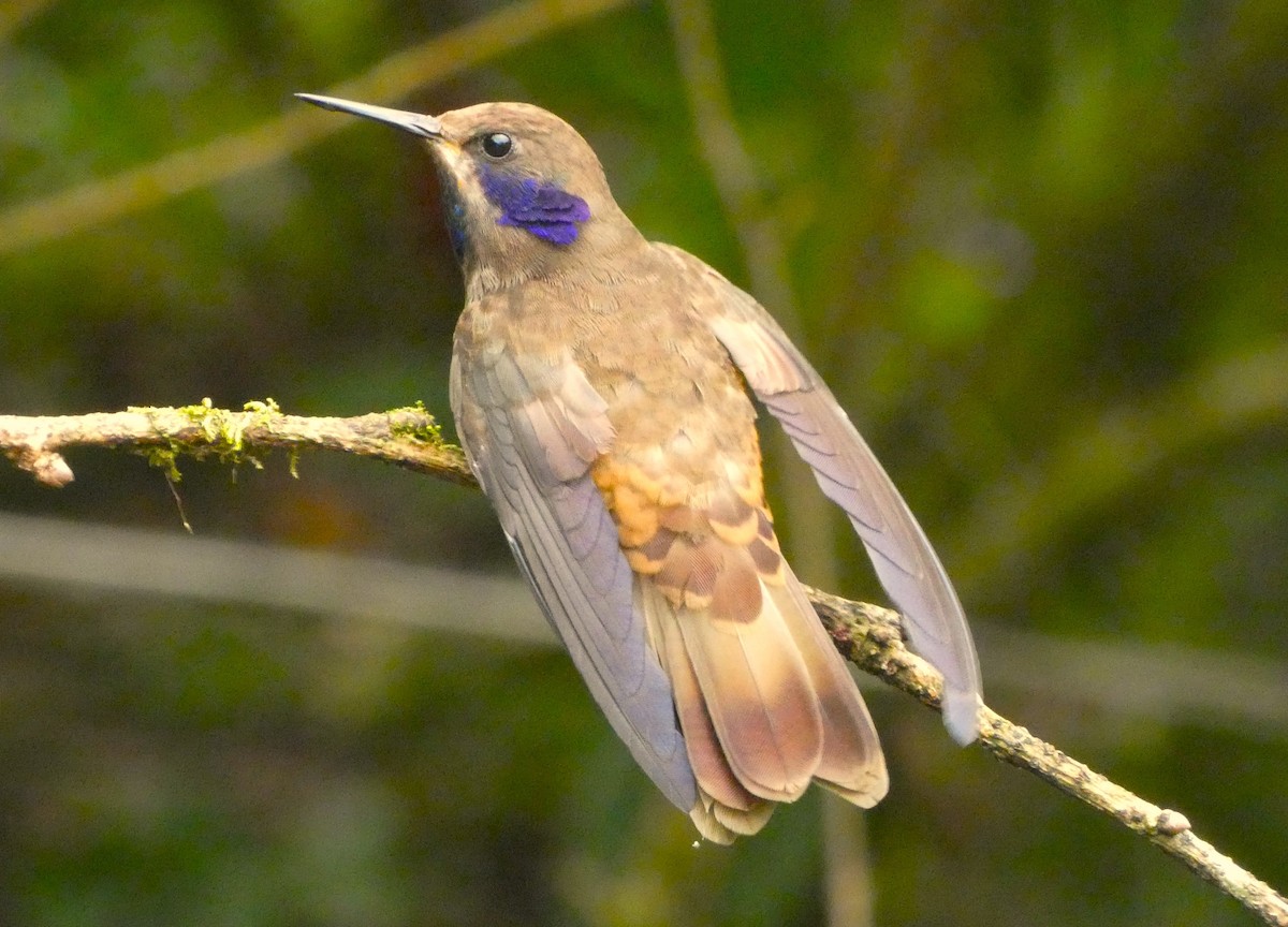 kolibřík fialovouchý - ML620699955