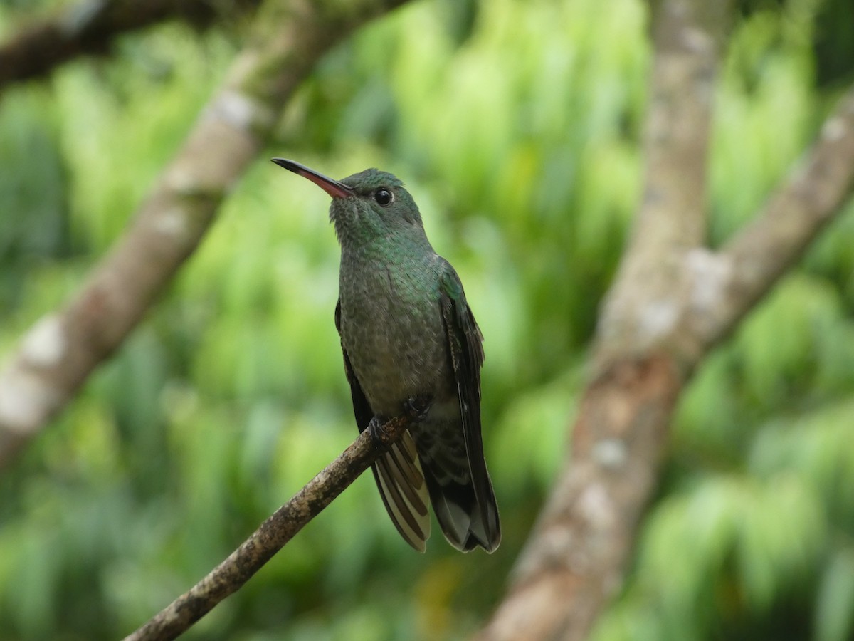 Scaly-breasted Hummingbird - ML620699958