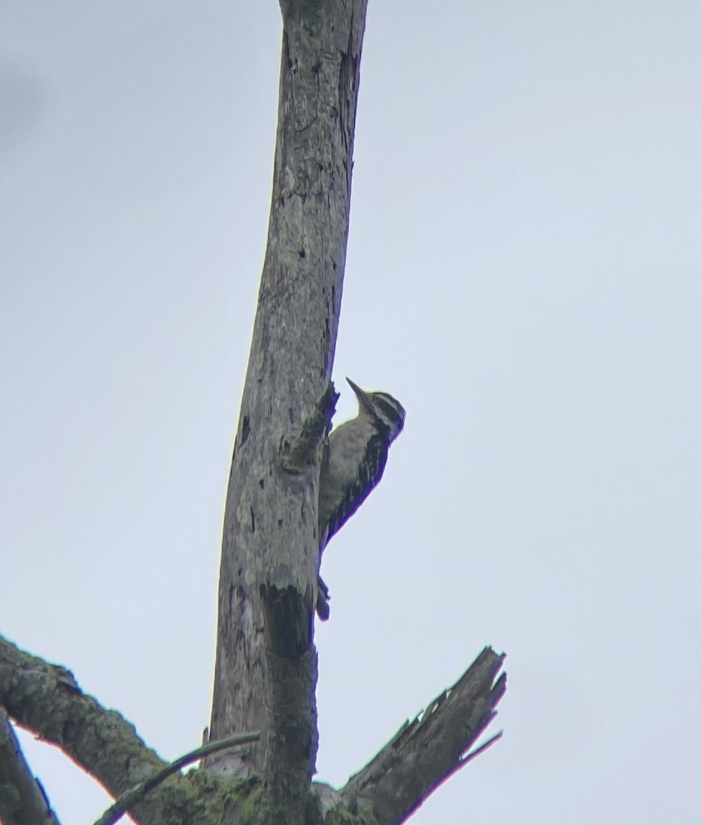 Hairy Woodpecker - ML620699961