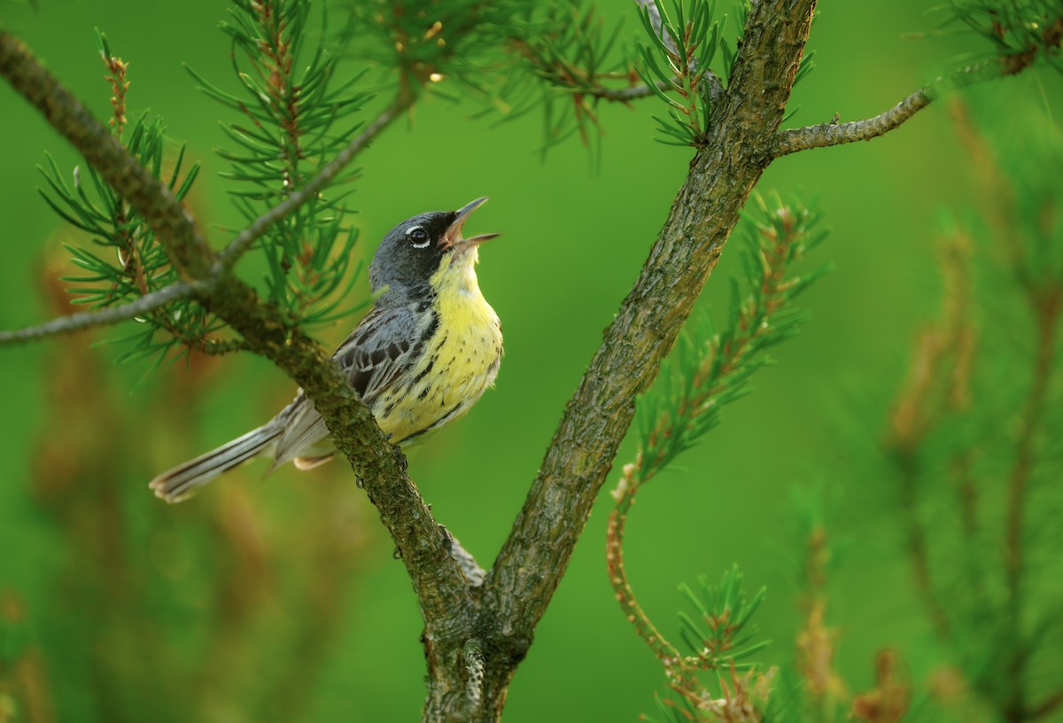 Kirtland's Warbler - ML620699963