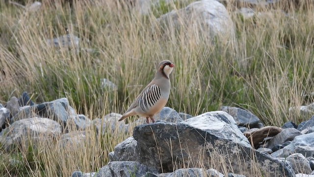 Przevalski's Partridge - ML620699965