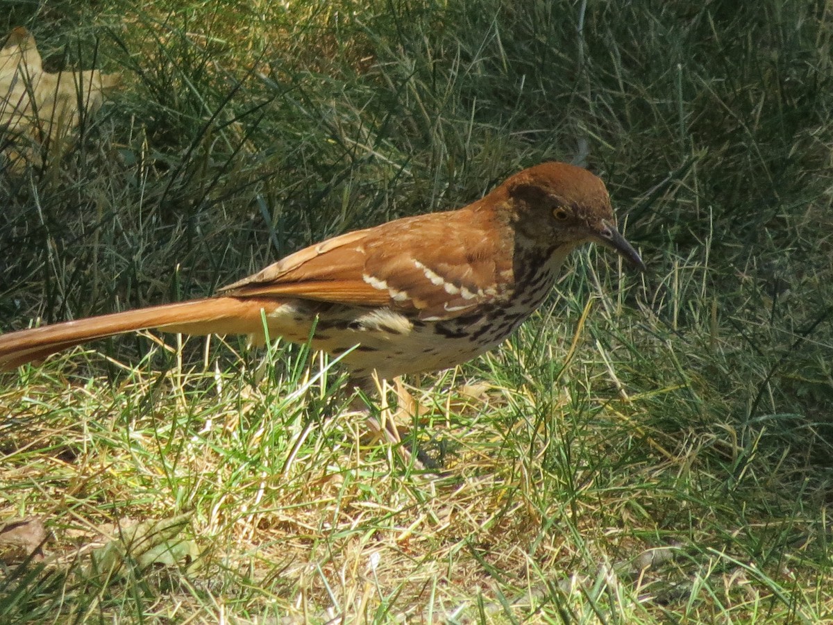 Brown Thrasher - ML620699971