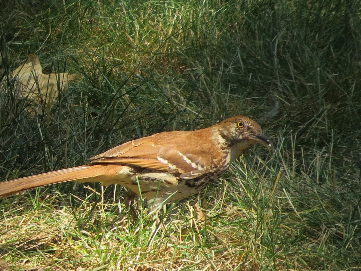 Brown Thrasher - ML620699973