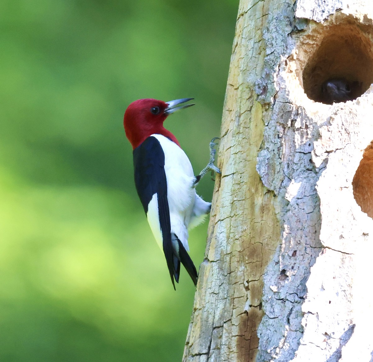 Red-headed Woodpecker - ML620699974
