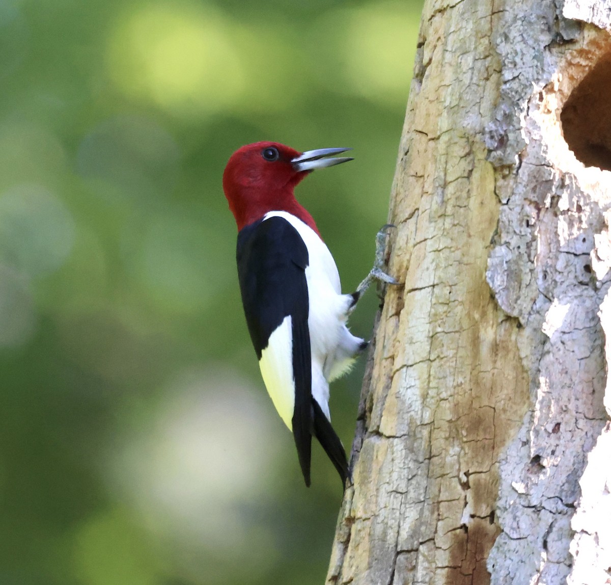 Red-headed Woodpecker - ML620699975