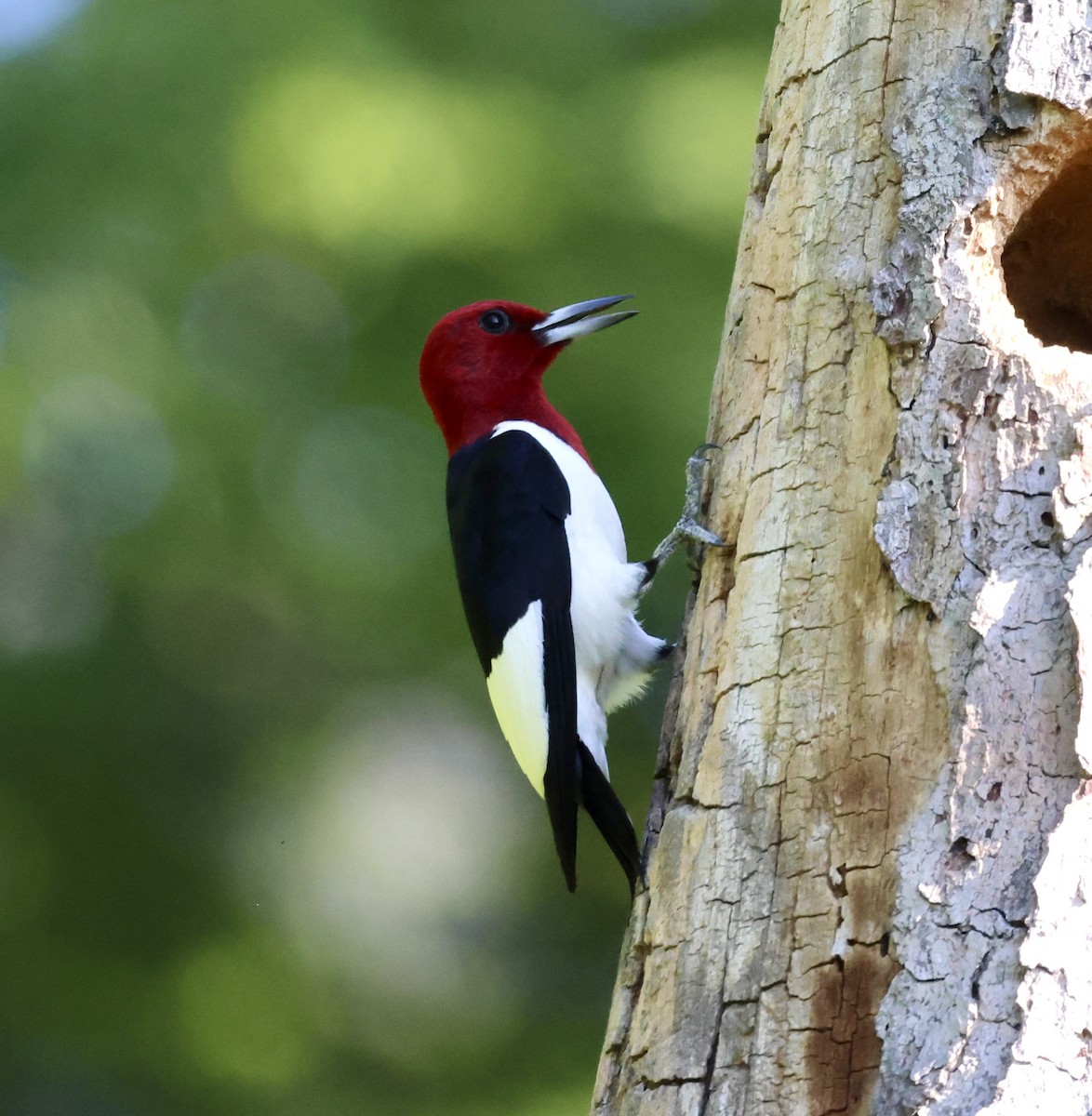 Red-headed Woodpecker - ML620699976