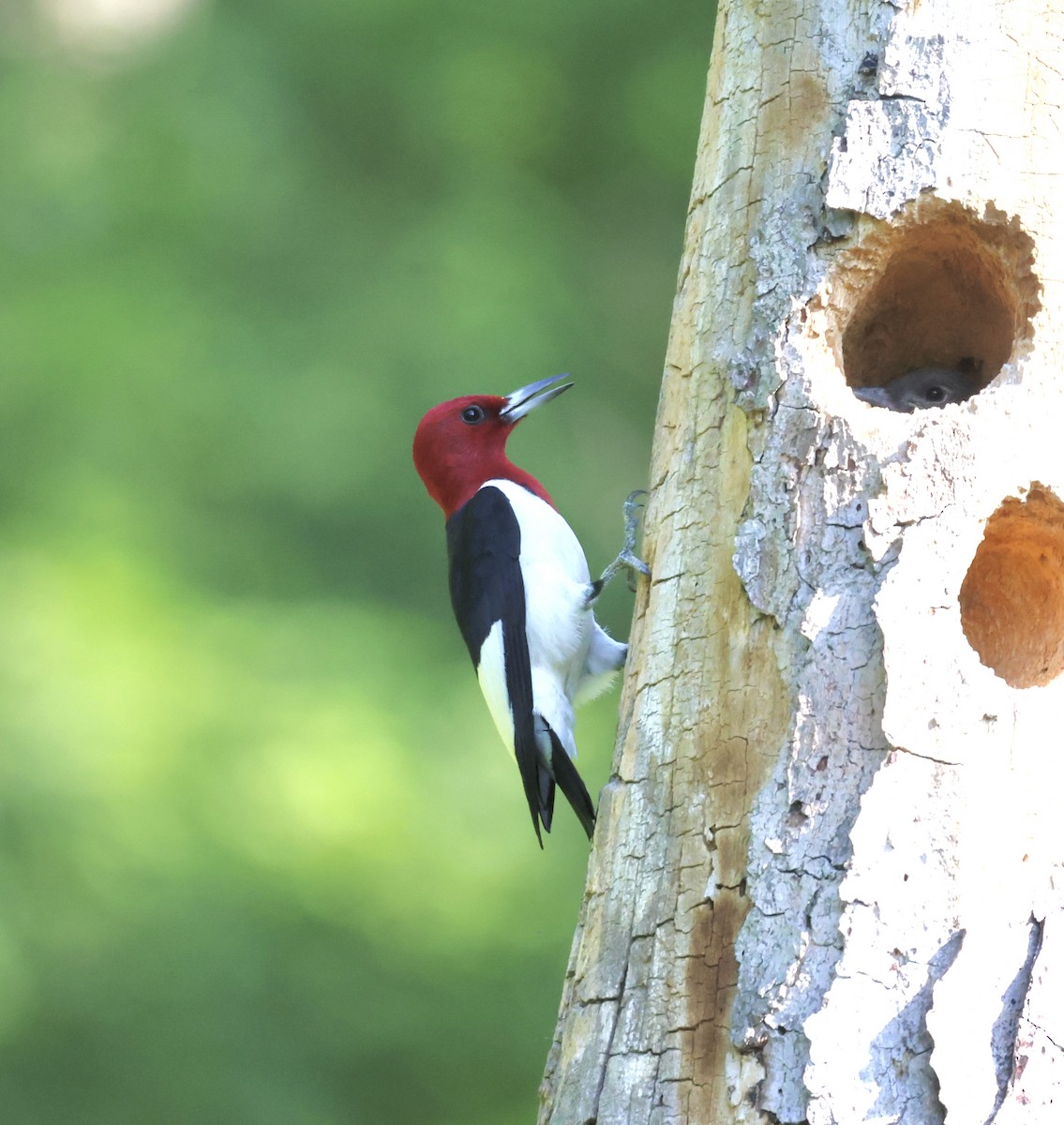 Red-headed Woodpecker - ML620699977