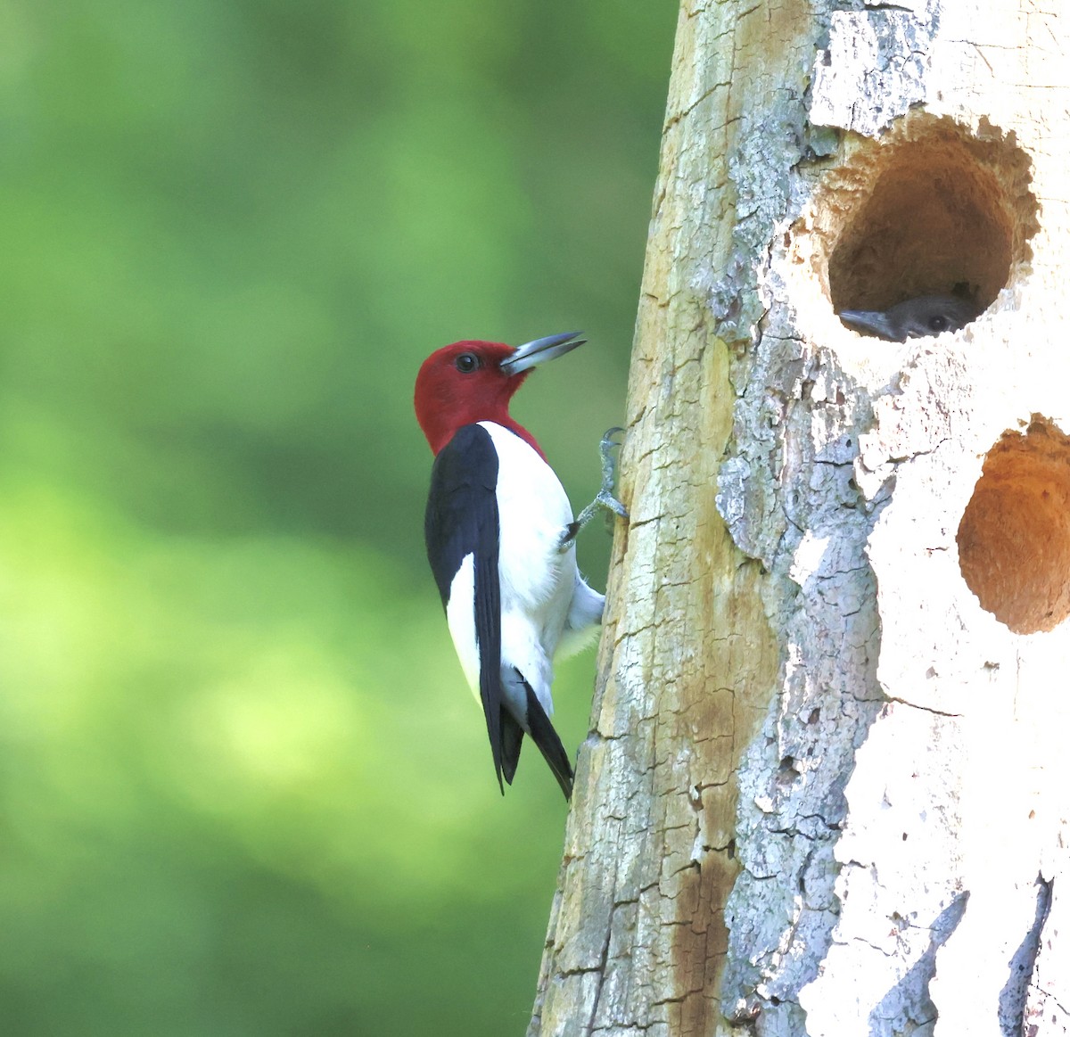 Red-headed Woodpecker - ML620699978