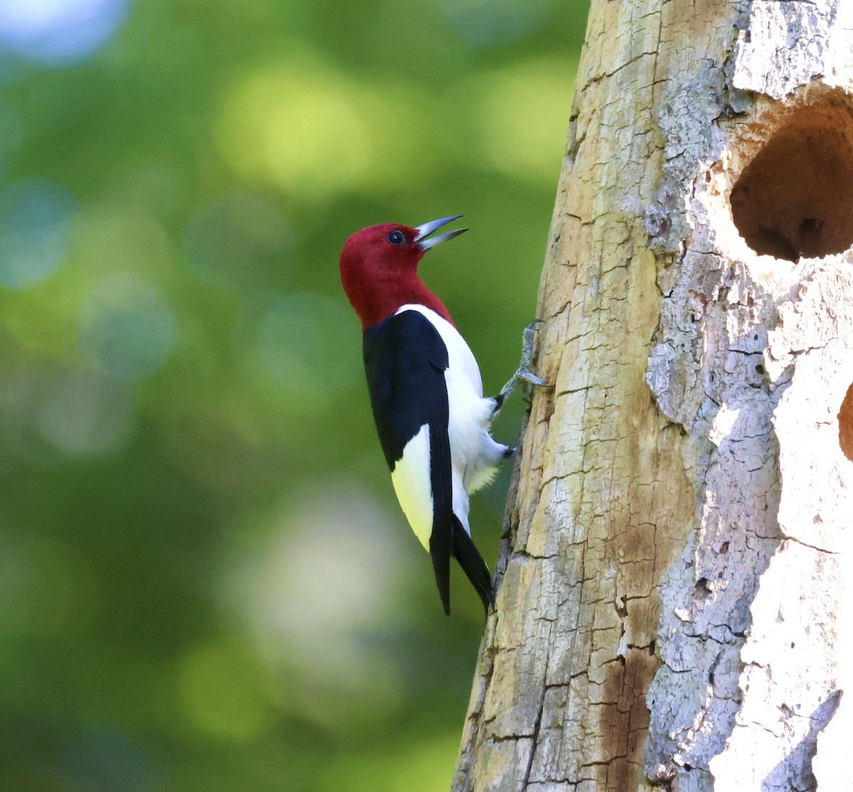 Red-headed Woodpecker - ML620699979