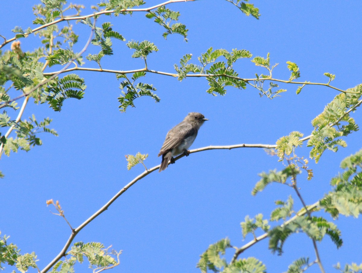 Wahlberg's Honeyguide - ML620699982