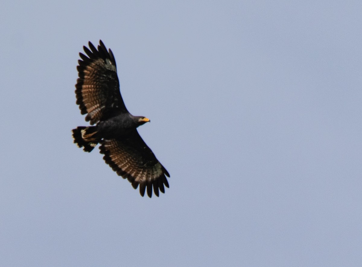 Common Black Hawk - ML620699983