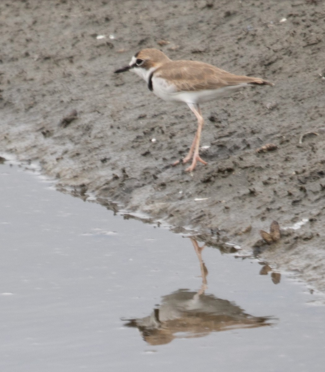 Collared Plover - ML620699984