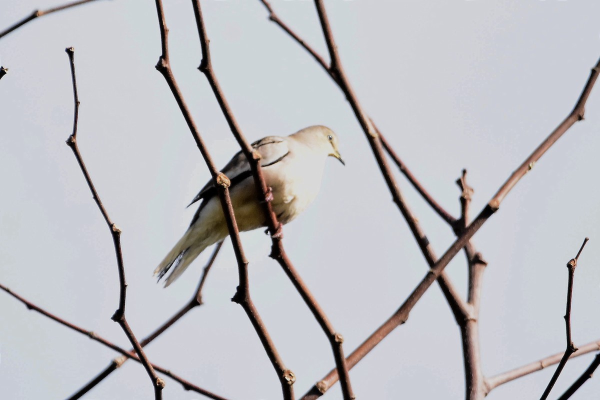 Picui Ground Dove - ML620699985