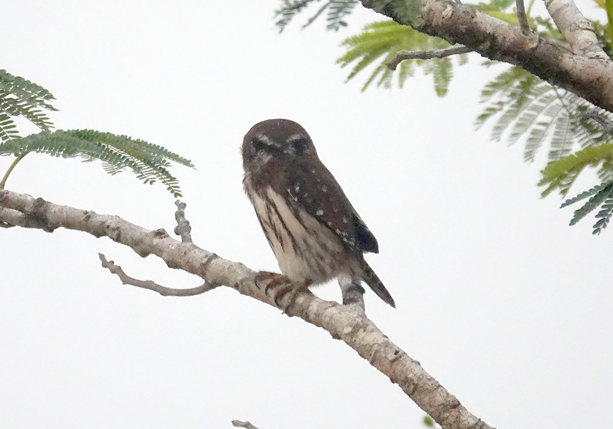 Ferruginous Pygmy-Owl - ML620699986