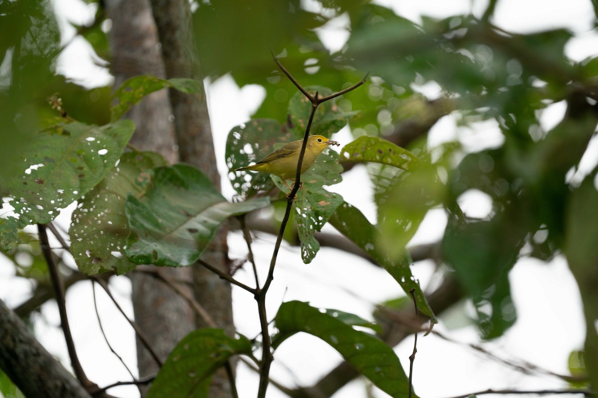 Yellow Warbler - ML620699988