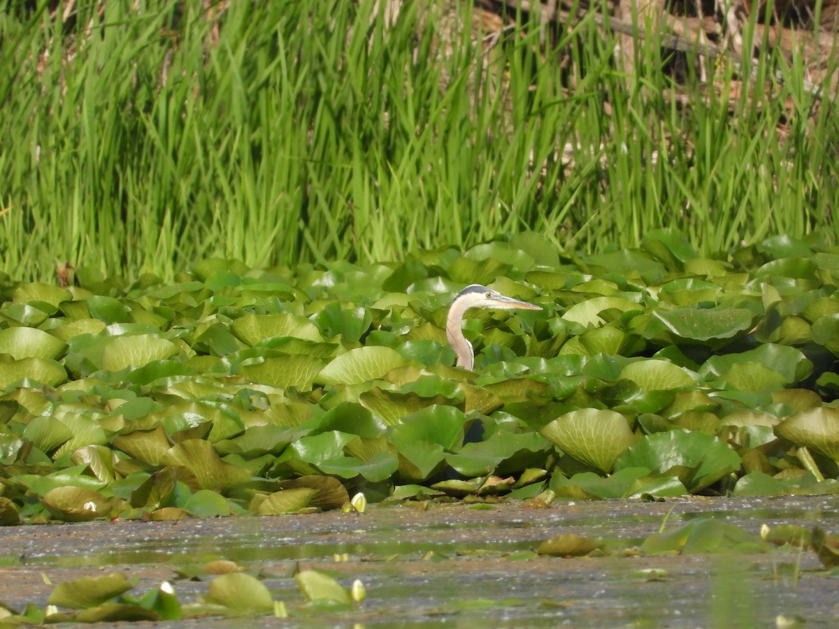 Garza Azulada - ML620699991