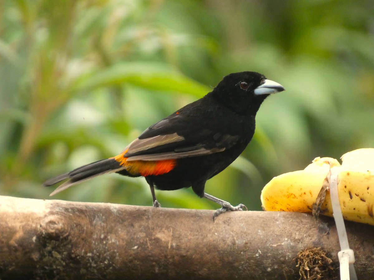 Scarlet-rumped Tanager - ML620699993