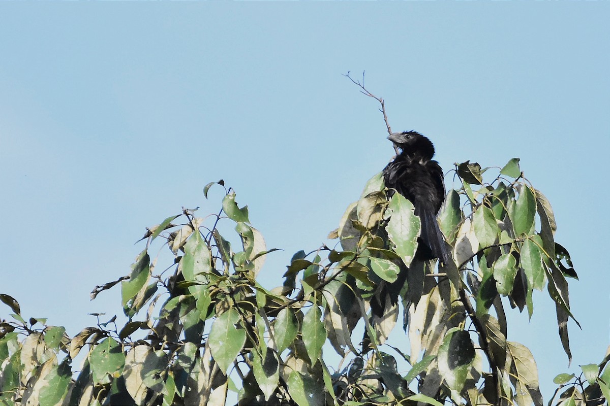 Smooth-billed Ani - ML620699997