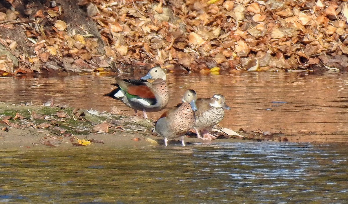 Ringed Teal - Wolfgang Henkes