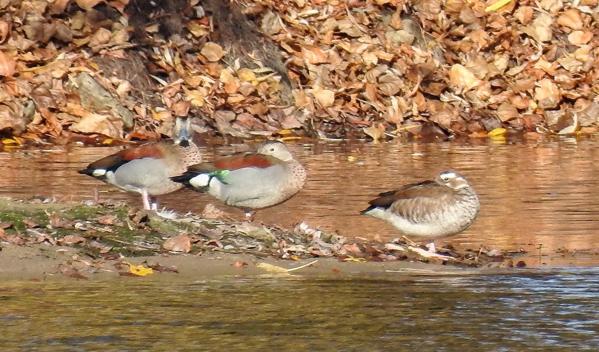 Ringed Teal - ML620699999