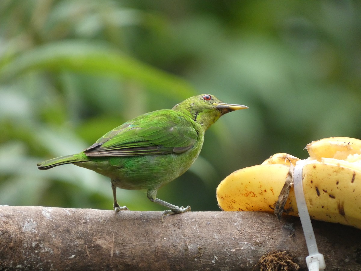 Green Honeycreeper - ML620700000