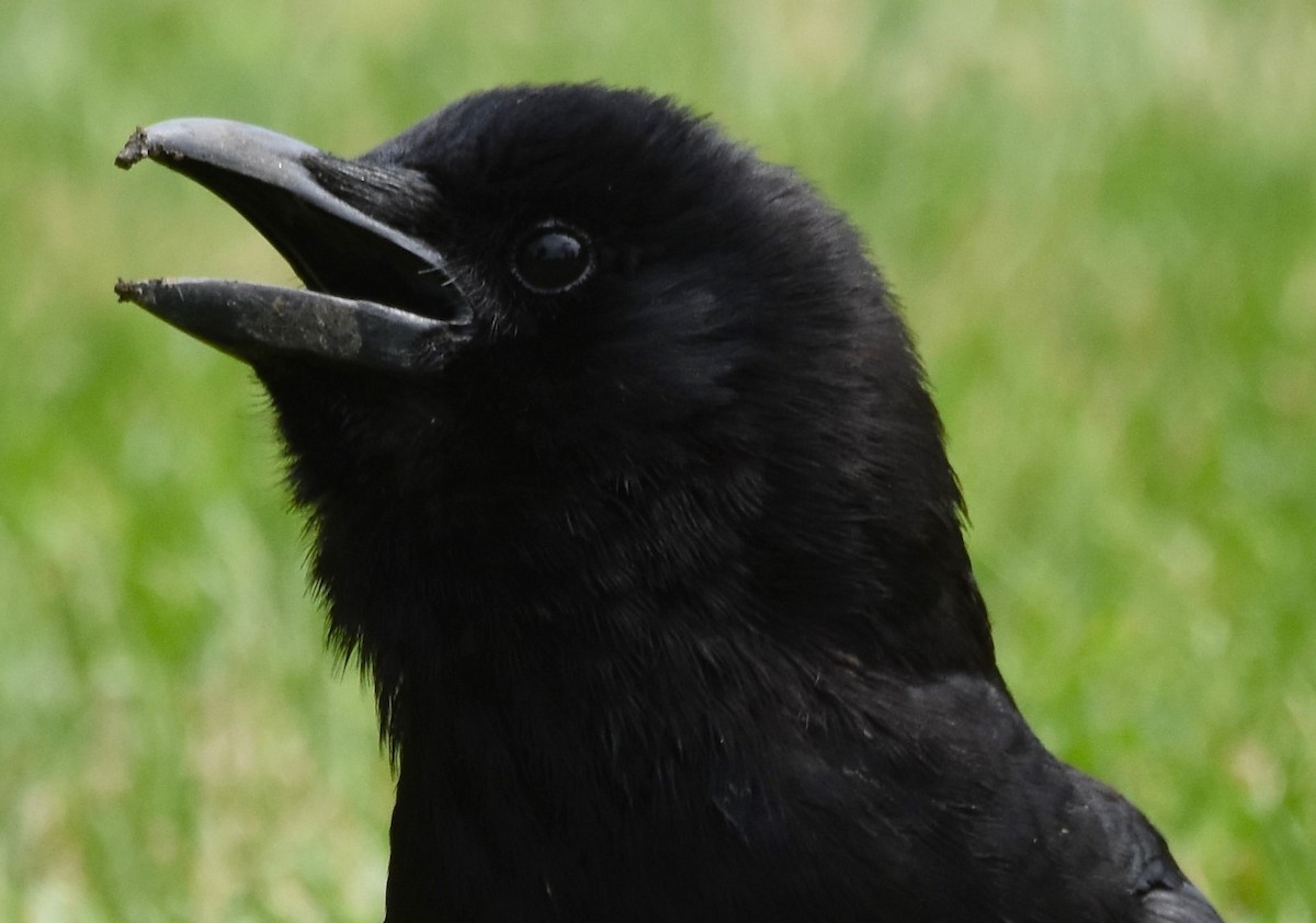 American Crow - ML620700004