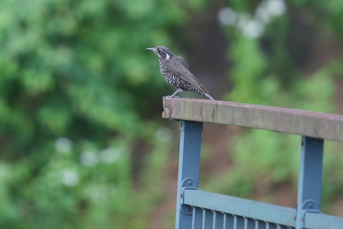 Chestnut-bellied Rock-Thrush - ML620700010