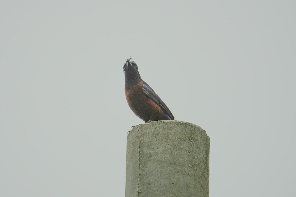 Chestnut-bellied Rock-Thrush - ML620700011